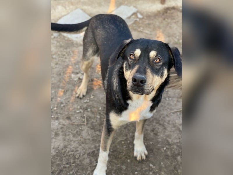 Bibi, geb. ca. 05/2023, lebt in GRIECHENLAND, im städt. Tierheim Serres