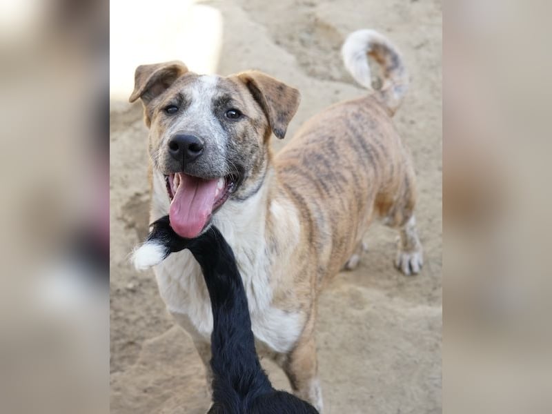 Kiara, geb. ca. 09/2025, lebt in GRIECHENLAND, auf einem Gelände, Hunde werden notdürftig versorgt