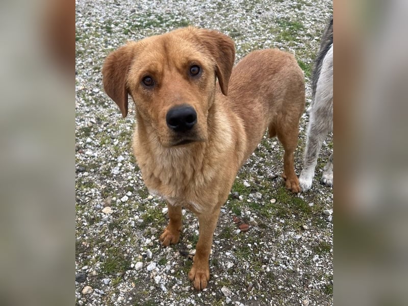 Valor, geb. ca. 05/2024, lebt in GRIECHENLAND, auf einem Gelände, wird notdürftig versorgt