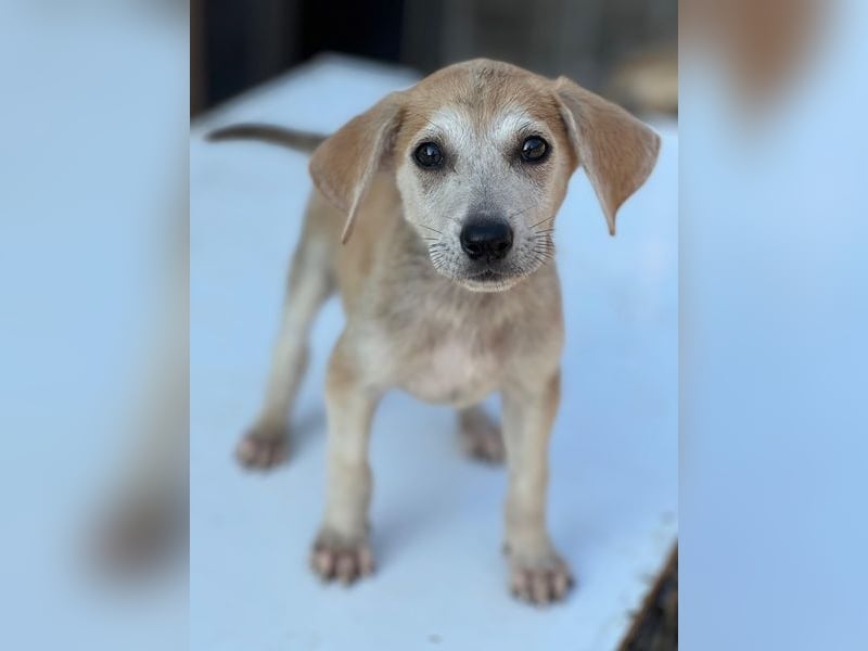 Rosie, geb. ca. 05/2026, lebt in GRIECHENLAND, im städt. Tierheim Serres