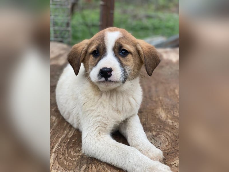 Bufala, geb. ca.11/2025, lebt in GRIECHENLAND, auf einer privaten Pflegestelle