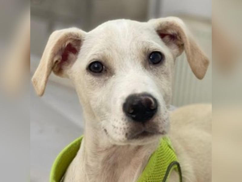 Atreyu, geb. ca. 08/2025, lebt in GRIECHENLAND, im städt. Tierheim Serres