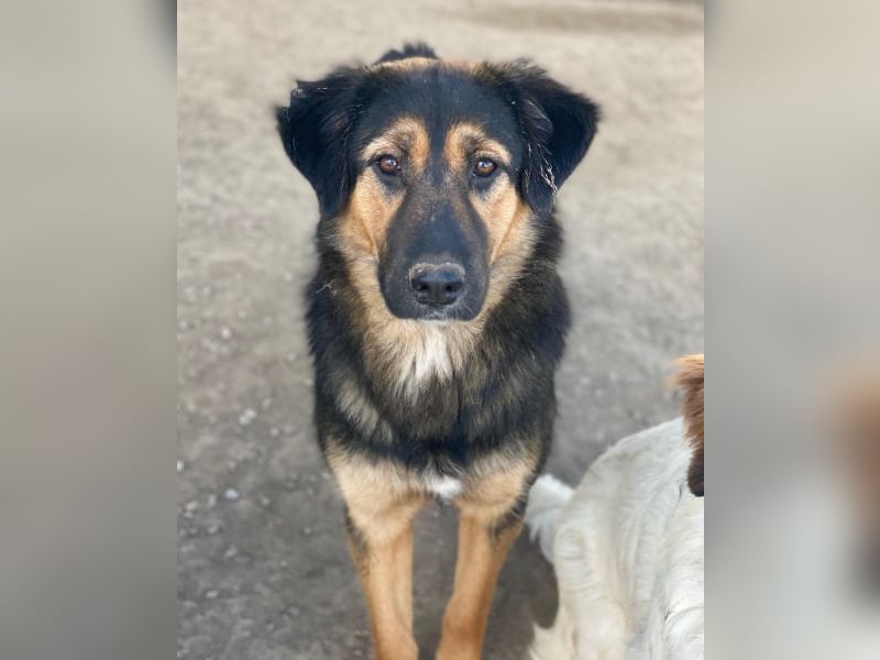 Glinda, geb. ca. 07/2025, lebt in GRIECHENLAND, im städt. Tierheim Serres