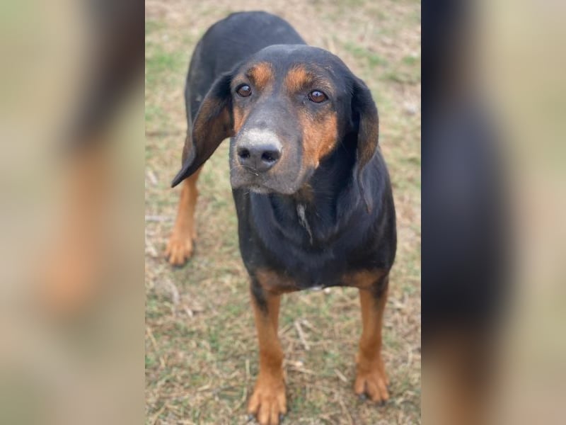 Priska, geb. ca. 08/2021, lebt in GRIECHENLAND, im städt. Tierheim Serres