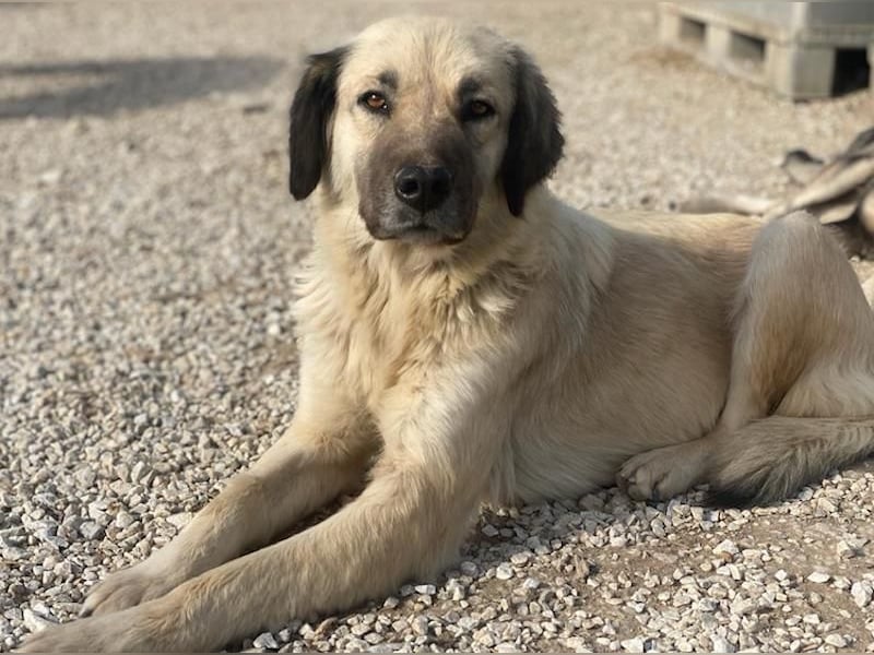 Frea, geb. ca. 02/2021, lebt in GRIECHENLAND, im städt. Tierheim Serres