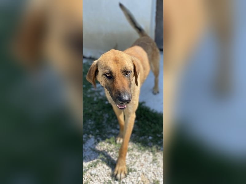 Xawi, geb. ca. 12/2019, lebt in GRIECHENLAND, im städt. Tierheim Serres