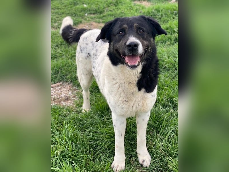 Thanio, geb. ca. 06/2020, lebt in GRIECHENLAND, im städt. Tierheim Serres