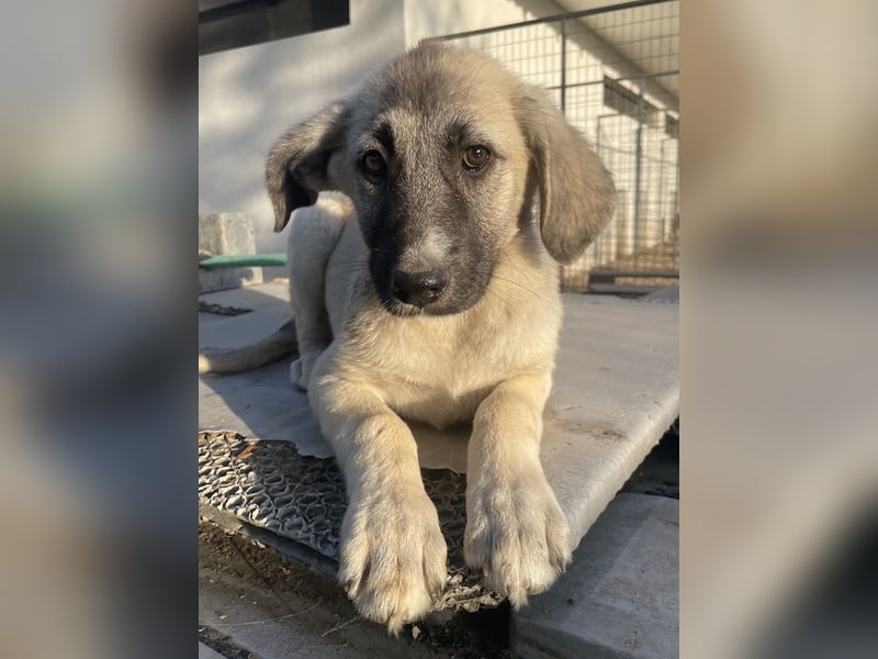 Juju, geb. ca. 02/2024, lebt in GRIECHENLAND, im städt. Tierheim Serres