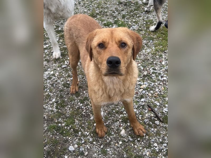 Valor, geb. ca. 05/2024, lebt in GRIECHENLAND, auf einem Gelände, wird notdürftig versorgt