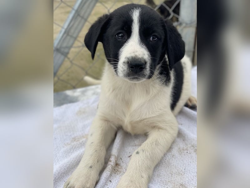 Fedra, geb. ca. 01/2024, lebt in GRIECHENLAND, im städt. Tierheim Serres