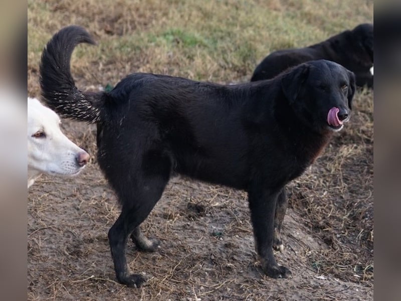 Swarzi, geb. 02/2018, lebt in GRIECHENLAND, im städt. Tierheim Serres