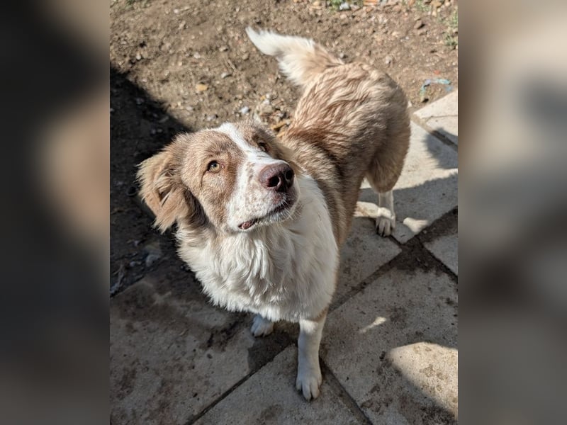 Liona, geb. ca. 12/2024, lebt in GRIECHENLAND, auf einem Gelände, wird notdürftig versorgt