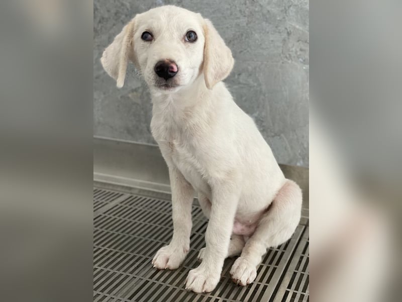 Paco, geb. ca. 04/2024, lebt in GRIECHENLAND, auf einer privaten Pflegestelle