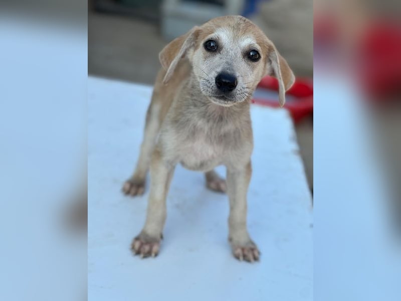 Rosie, geb. ca. 05/2026, lebt in GRIECHENLAND, im städt. Tierheim Serres