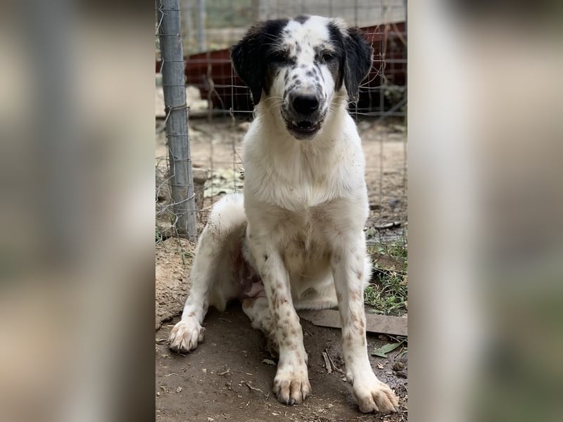 Lime, geb. ca. 02/2023, lebt in GRIECHENLAND, auf einer privaten Pflegestelle