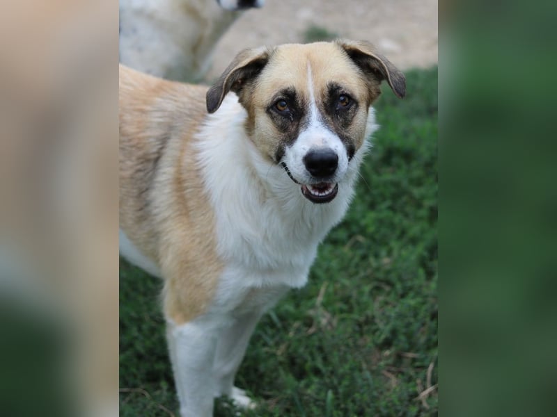 Jeanie, geb. ca. 05/2023, lebt in GRIECHENLAND, im städt. Tierheim Serres