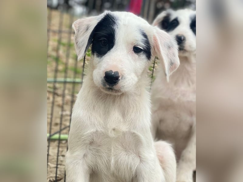 Chardonnay, geb. ca. 08/2025, lebt in GRIECHENLAND, auf einer privaten Pflegestelle