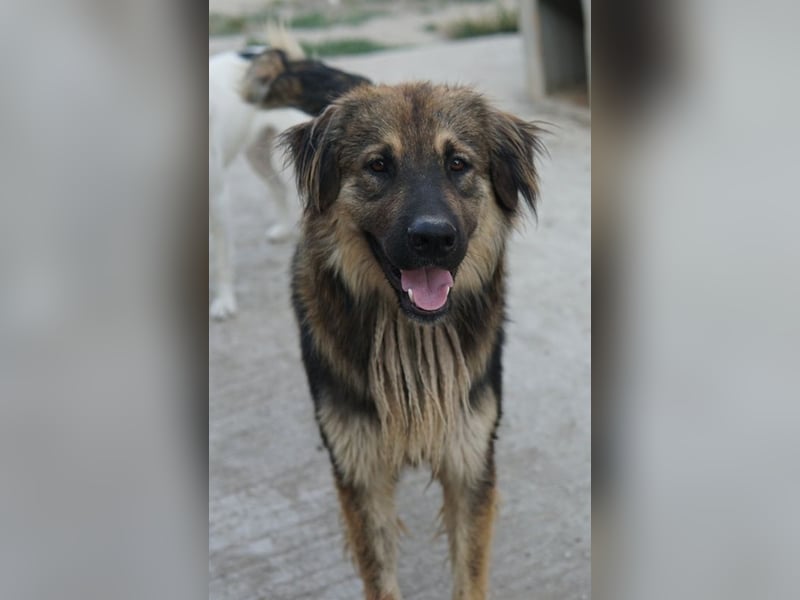 Felix, geb. ca. 03/2024, lebt in GRIECHENLAND, im städt. Tierheim Serres