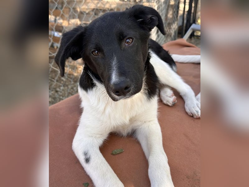 Cap, geb. ca. 06/2024, lebt in GRIECHENLAND, im städt. Tierheim Serres