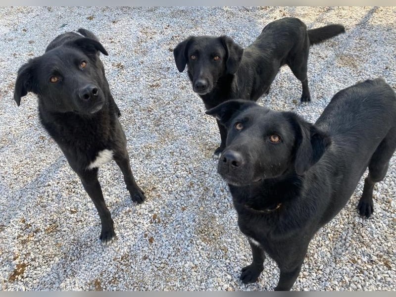Dakar, geb. ca. 01/2019, lebt in GRIECHENLAND, im städt. Tierheim Serres