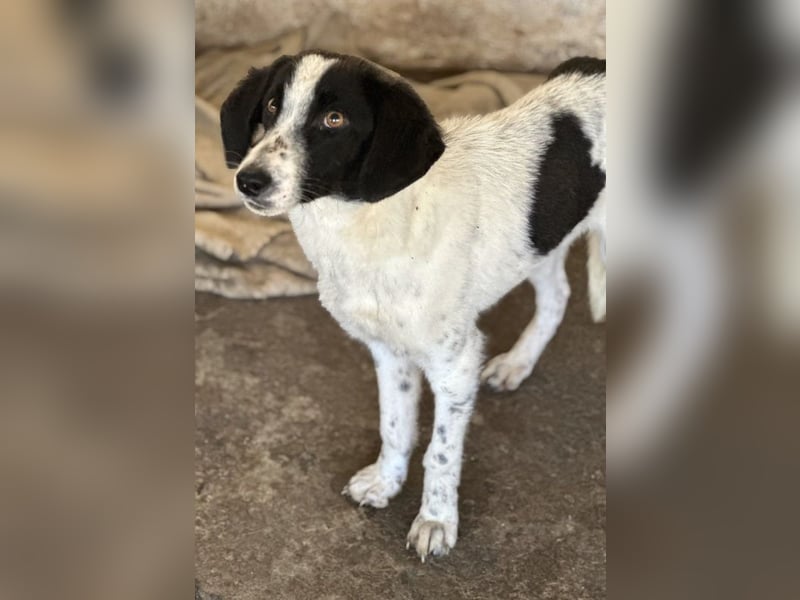 Amora, geb. ca. 03/2024, lebt in GRIECHENLAND, auf einer privaten Pflegestelle