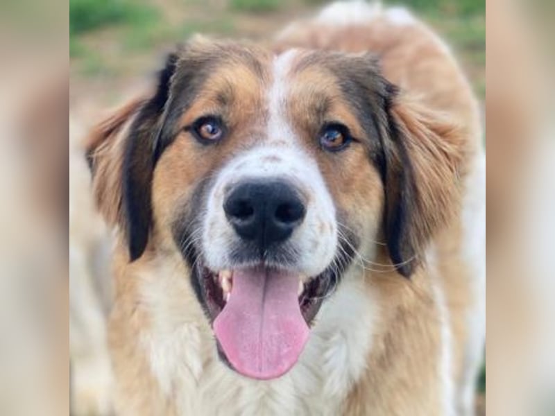 Barkley, geb. ca. 10/2024, lebt in GRIECHENLAND, auf einer privaten Pflegestelle
