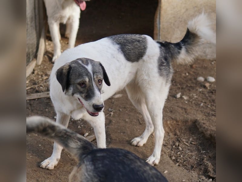 Vanessa, geb. ca. 05/2022, lebt in GRIECHENLAND, auf einer privaten Pflegestelle