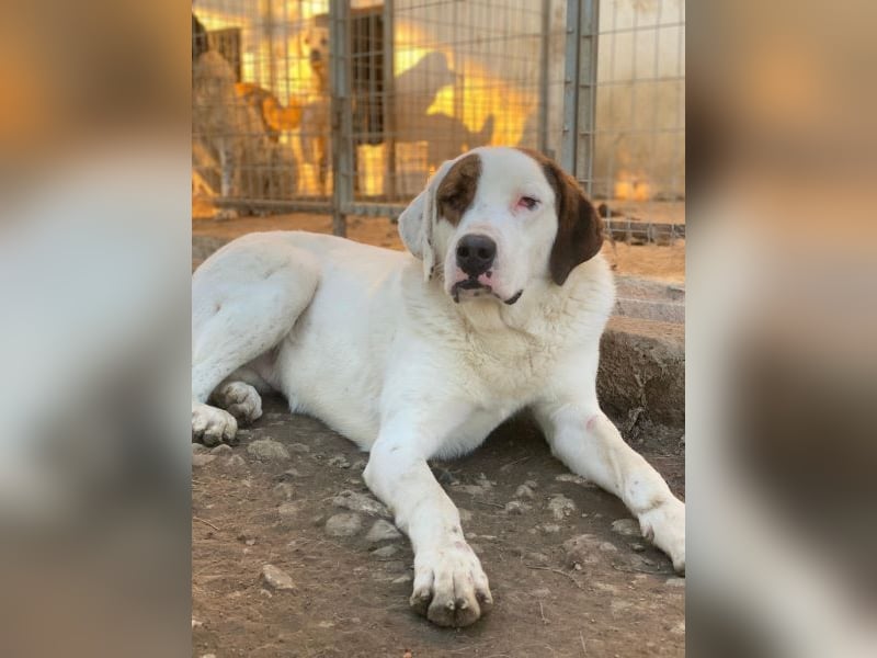 Mäx, geb. ca. 01/2024, lebt in GRIECHENLAND, im städt. Tierheim Serres