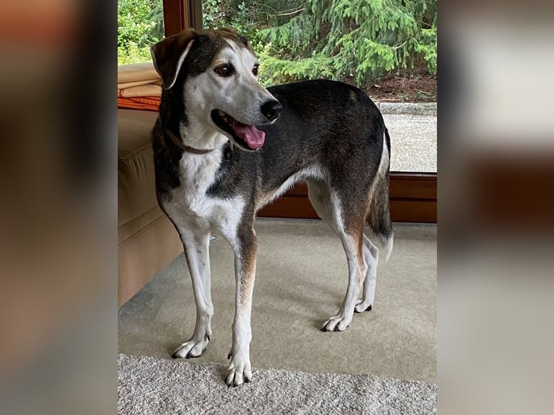 Portia, geb. ca. 06/2017, lebt auf einer Pflegestelle in 21220 Seevetal