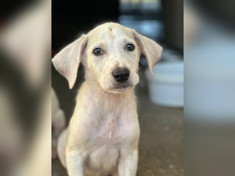 Lily, geb. ca. 05/2026, lebt in GRIECHENLAND, im städt. Tierheim Serres