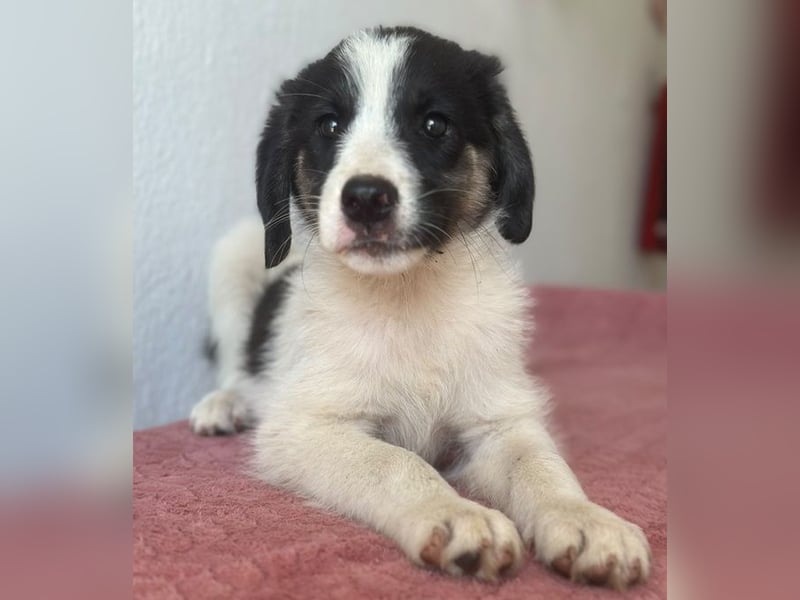 Pina, geb. ca. 05/2026, lebt in GRIECHENLAND, im städt. Tierheim Serres