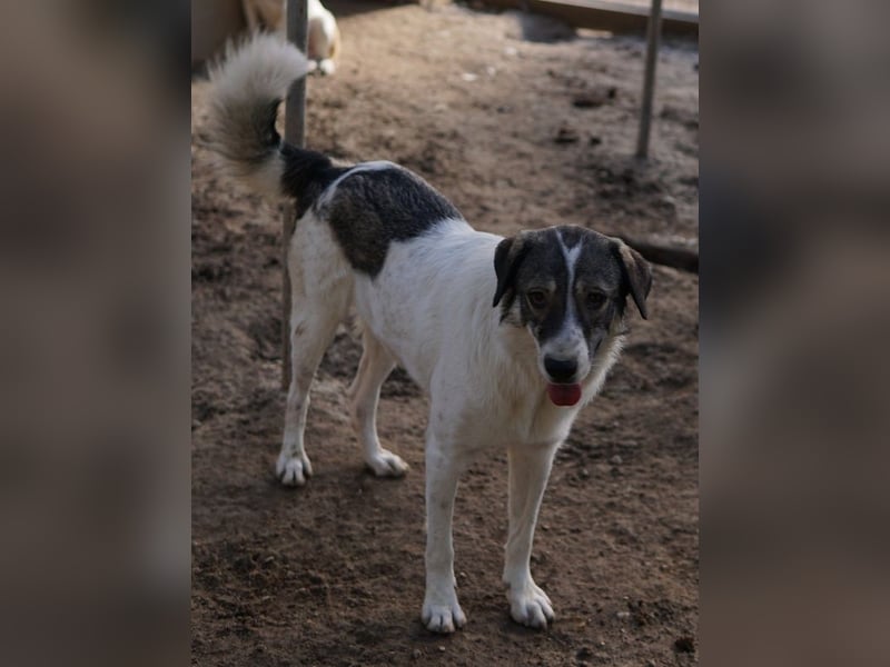 Vanessa, geb. ca. 05/2022, lebt in GRIECHENLAND, auf einer privaten Pflegestelle