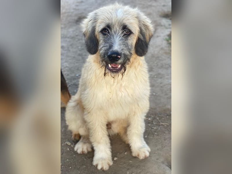 Taigo, geb. ca.09/2025, lebt in GRIECHENLAND, im städt. Tierheim Serres