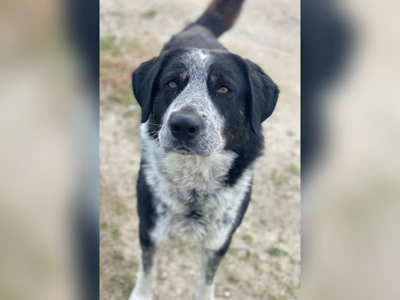 Malik, geb. ca.02/2022, lebt in GRIECHENLAND, im städt. Tierheim Serres