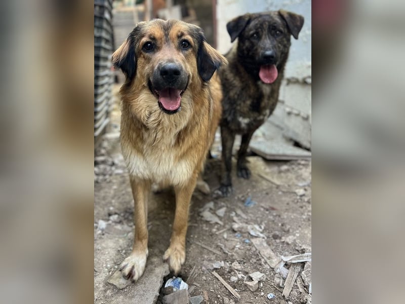 Melica, geb. ca. 09/2023, lebt in GRIECHENLAND, auf einer privaten Pflegestelle