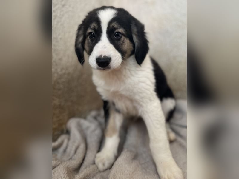 Rhydan, geb. ca.09/2025, lebt in GRIECHENLAND, im städt. Tierheim Serres