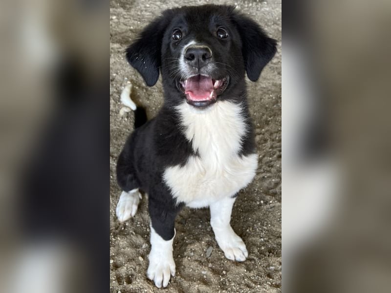 Lotti, geb. ca. 07/2025, lebt in GRIECHENLAND, auf einer privaten Pflegestelle