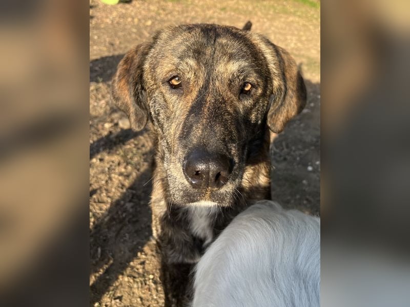 Petri, geb. ca. 04/2024, lebt in GRIECHENLAND, auf einem Gelände, wird notdürftig versorgt