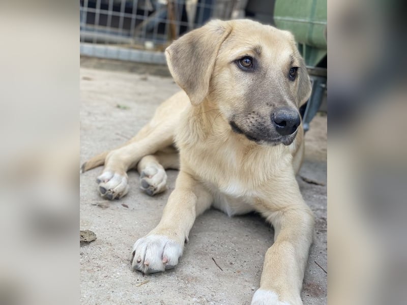 Arthur, geb. ca. 02/2024, lebt in GRIECHENLAND, im städt. Tierheim Serres