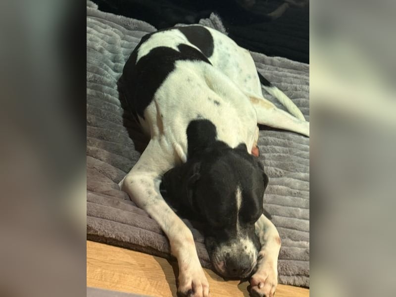 Attila, geb. ca. 08/2024, lebt auf einer Pflegestelle in 67735 Mehlbach