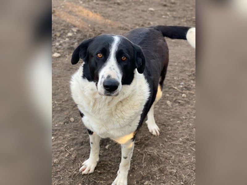 Franka, geb. ca. 06/2019, lebt in GRIECHENLAND, im städt. Tierheim Serres