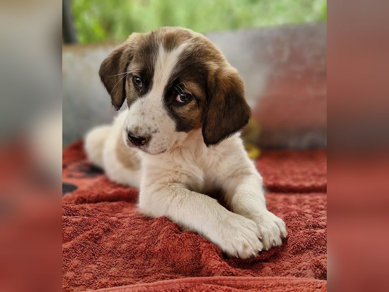 Willa, geb. ca. 01/2024, lebt in GRIECHENLAND, auf einer privaten Pflegestelle