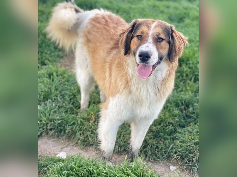 Barkley, geb. ca. 10/2024, lebt in GRIECHENLAND, auf einer privaten Pflegestelle