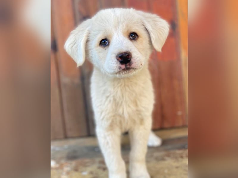 Nacho, geb. ca. 03/2026, lebt in GRIECHENLAND, auf einer privaten Pflegestelle