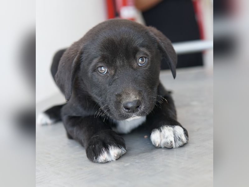 Jula, geb. ca. 12/2025, lebt in GRIECHENLAND, auf einer privaten Pflegestelle