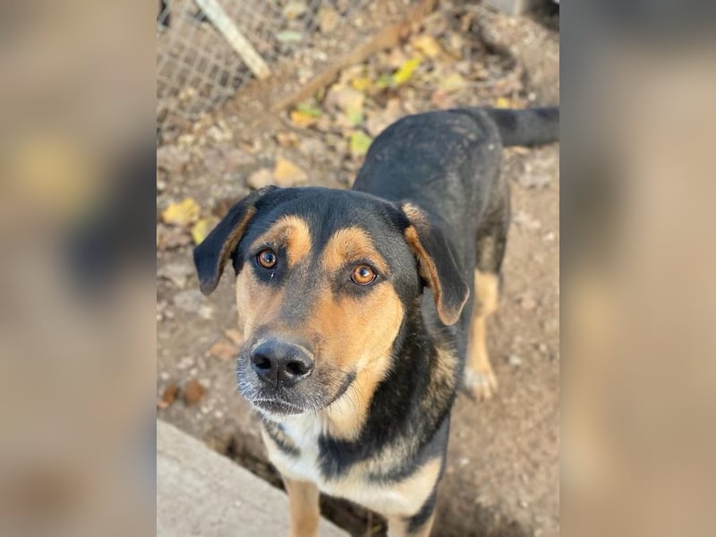 Eppo, geb. ca. 11/2022, lebt in GRIECHENLAND, im städt. Tierheim Serres