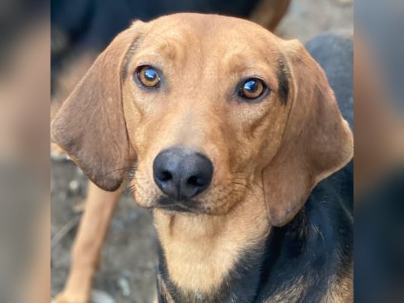 Ted, geb. ca. 01/2023, lebt in GRIECHENLAND, auf einer privaten Pflegestelle