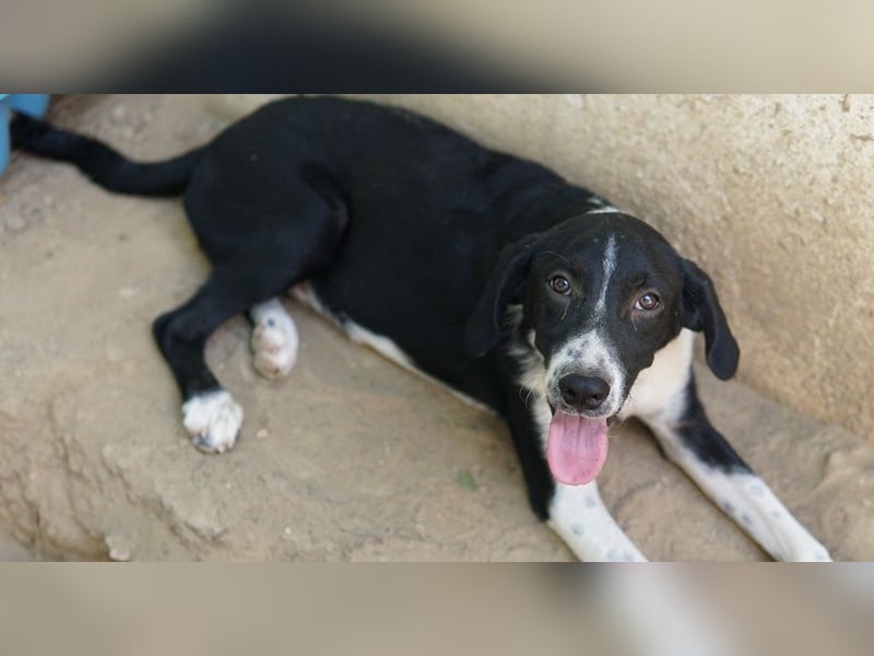 Piko, geb. ca. 01/2025, lebt in GRIECHENLAND, auf einer privaten Pflegestelle