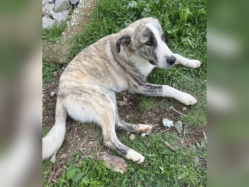 Xabi, geb. ca. 07/2023, lebt in GRIECHENLAND, auf einem Gelände, Hunde werden notdürftig versorgt