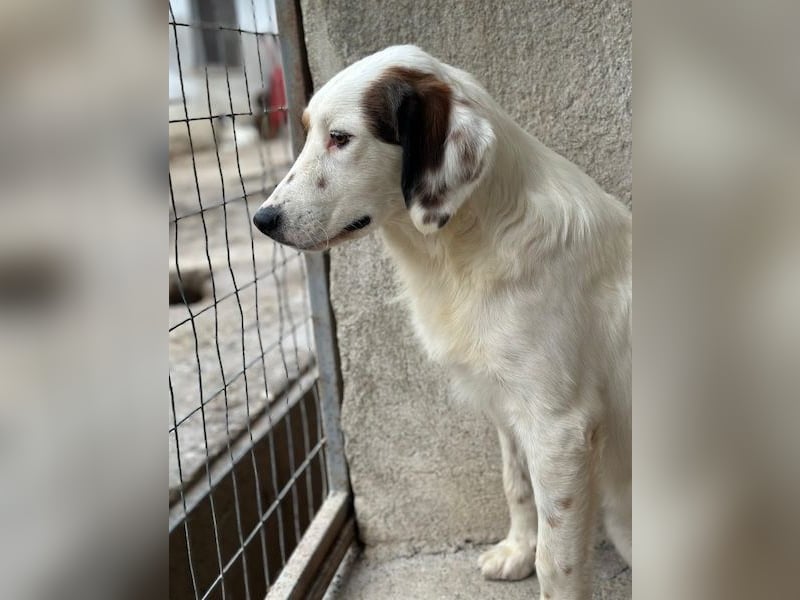 Fidi, geb. ca. 08/2025, lebt in GRIECHENLAND, im städt. Tierheim Serres